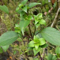 Strobilanthes rhamnifolia var. rhamnifolia (Nees) T. Anderson